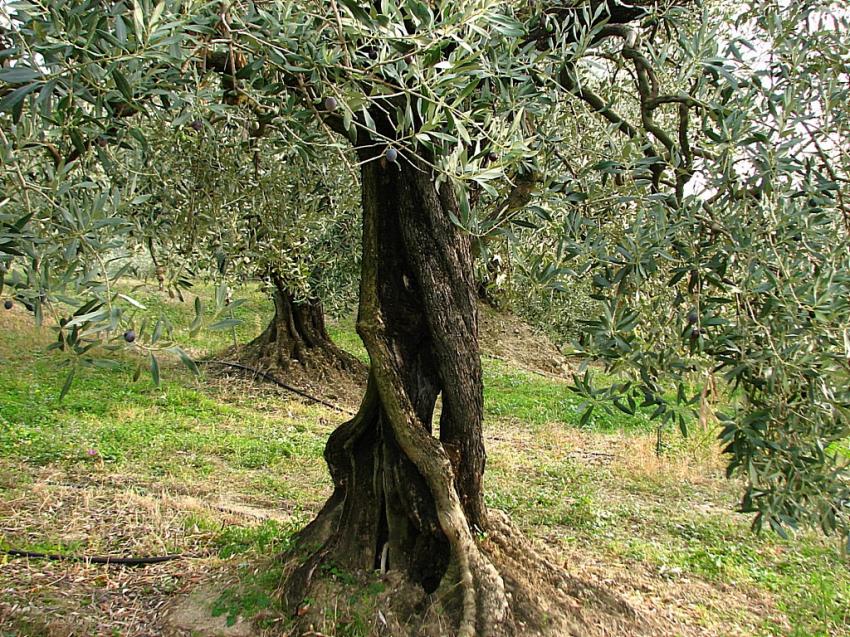 Le  Jardin des oliviers