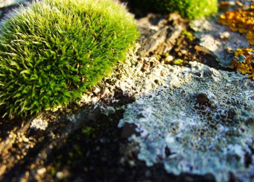 mousse et lichens