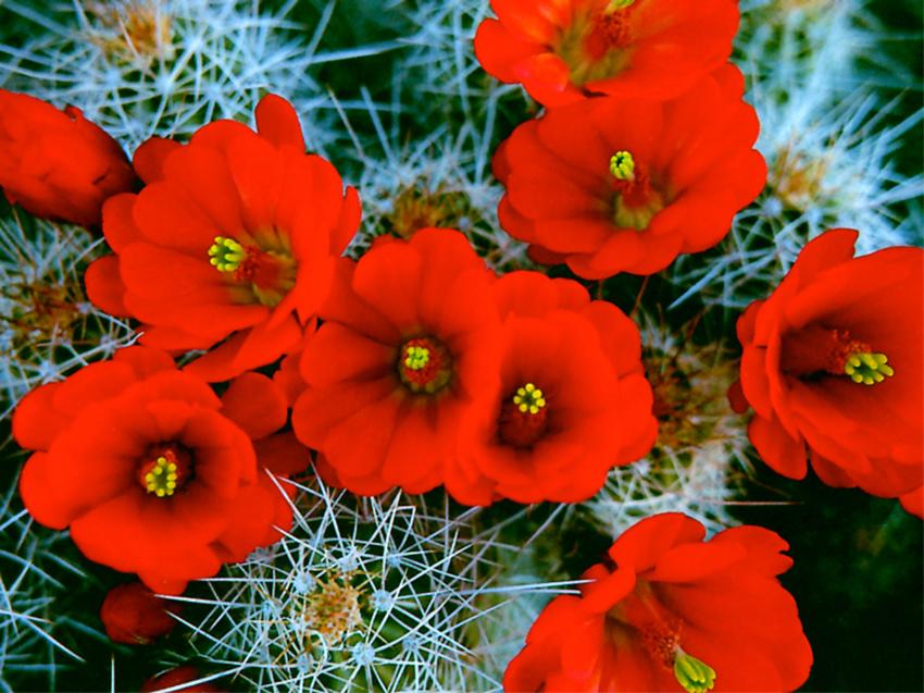 fleurs de cactus