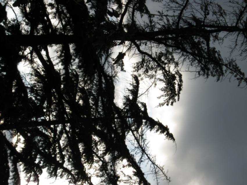 arbres dans ciel gris