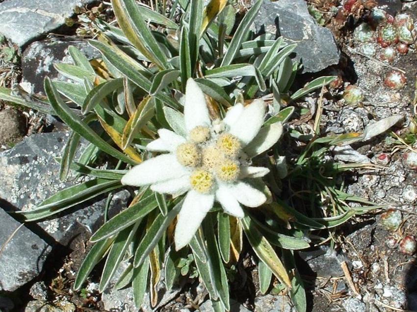 Edelweiss sauvage