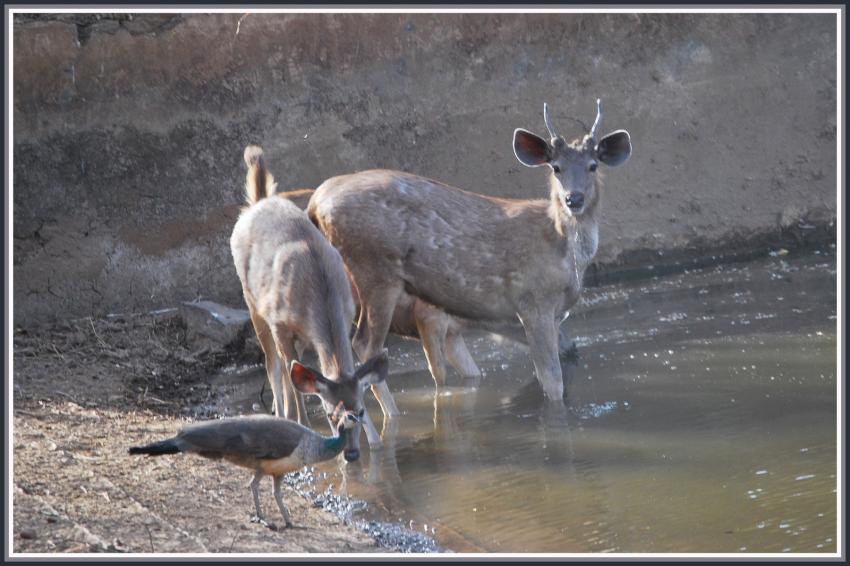 Safari dans le Rajasthan - Sambars