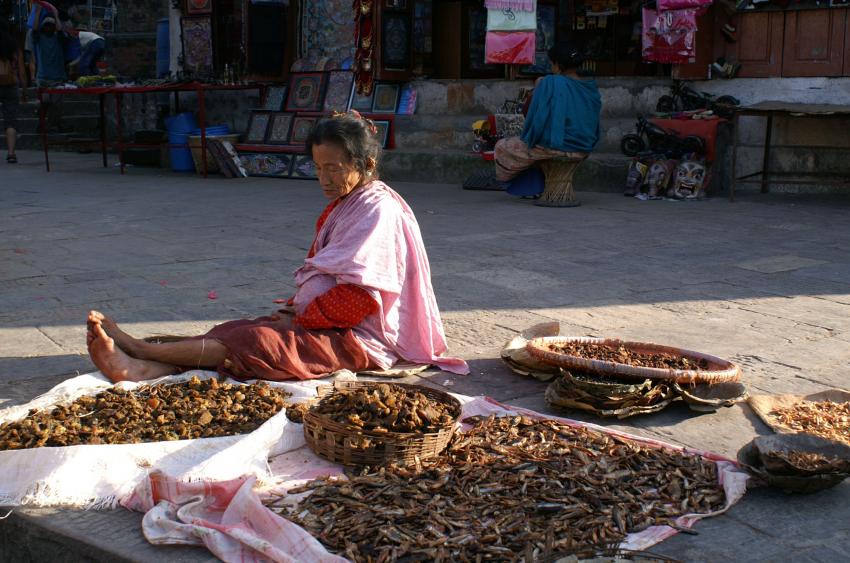 Vente de poisson sch Katmandou