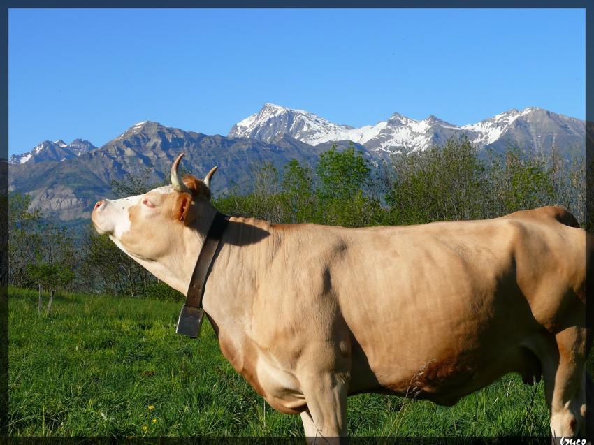 vache alpine