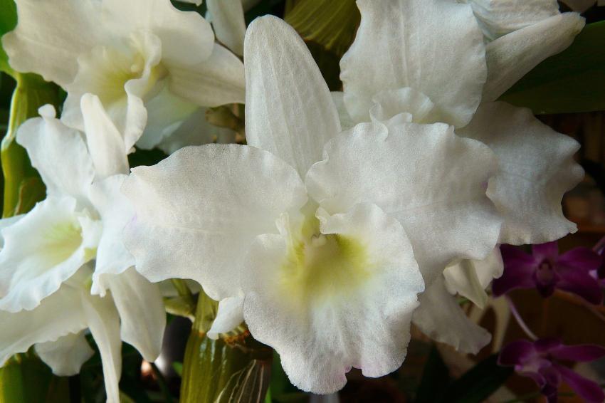 Une orchide blanche