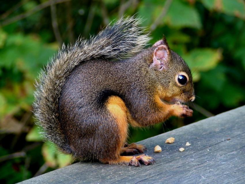 Douglas squirrel - cureuil