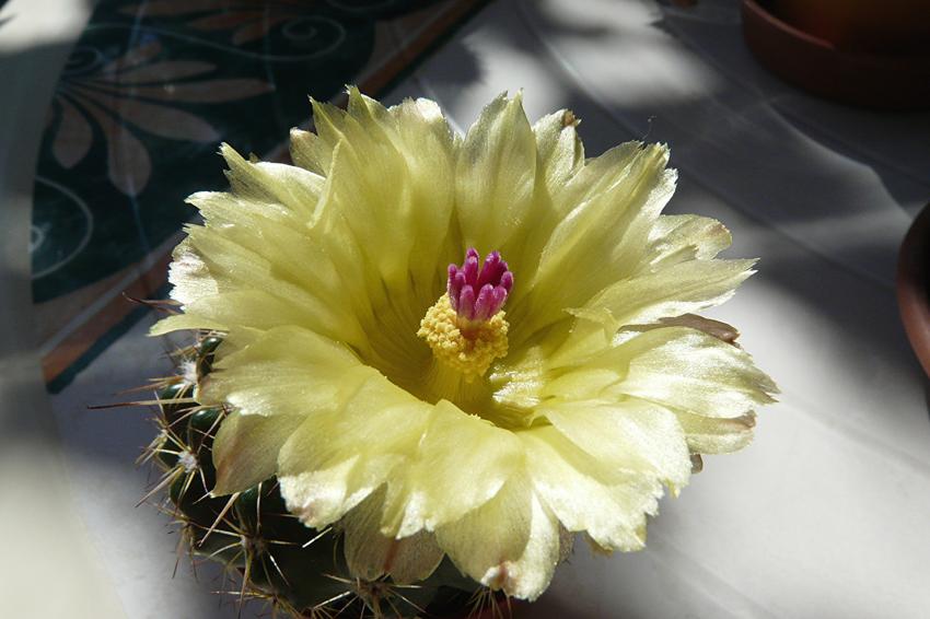 Fleur de cactus, ma petite soeur...