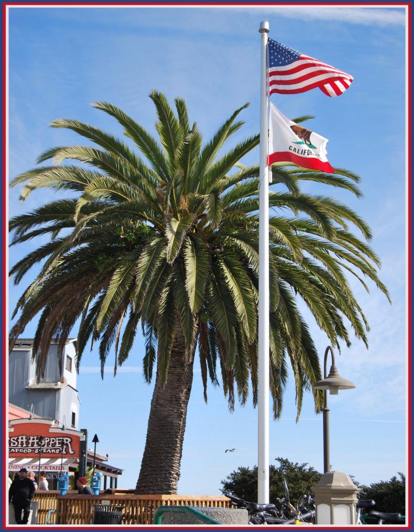 Monterey (Californie) Palmier et drapeaux