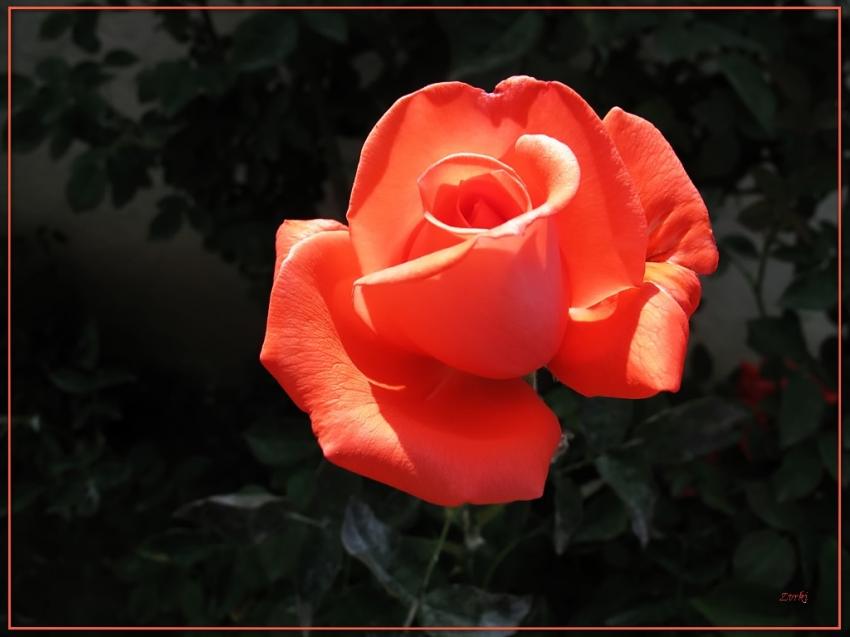 Rose 2009 5