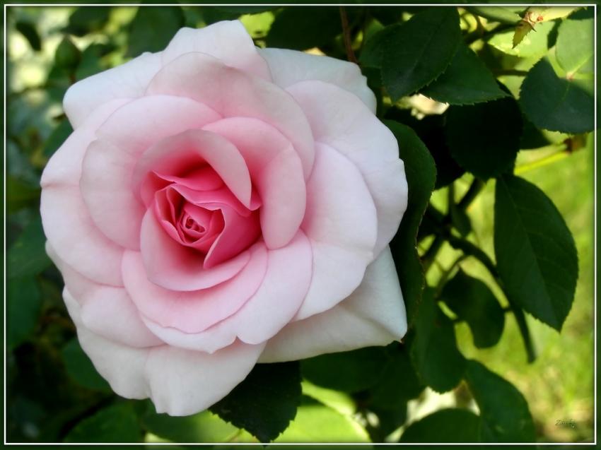 Rose 2009 6
