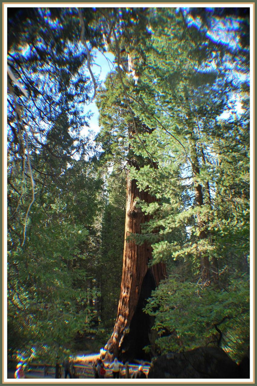 Squoia gant en Californie