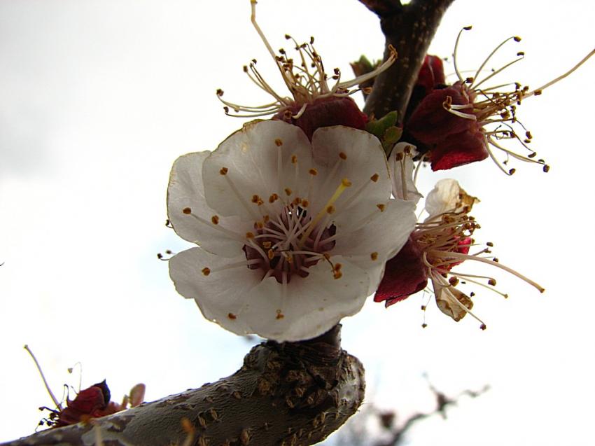 Fleurs d'abricotier