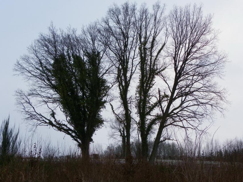4 arbres sur ciel d'hiver