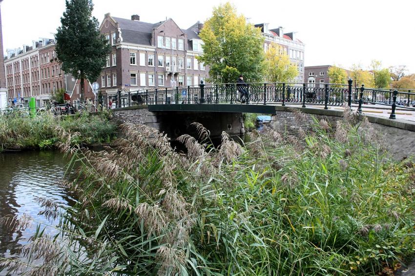 Amsterdam (97) Vgtation au bord du canal