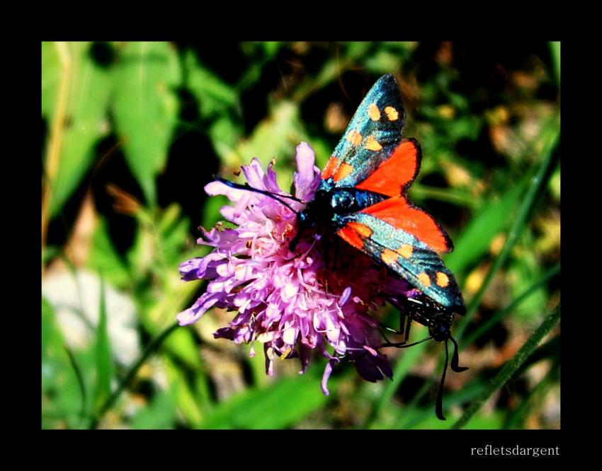 un papillon peut en cacher un autre :)