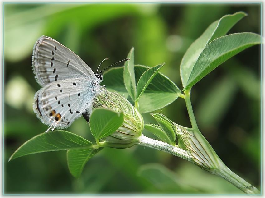 Papillon Azure 18810