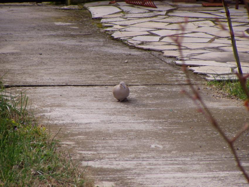 un pigeon dans mon jardin