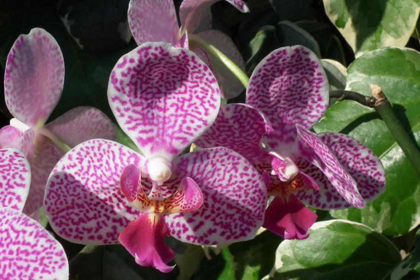 L'orchide-papillon