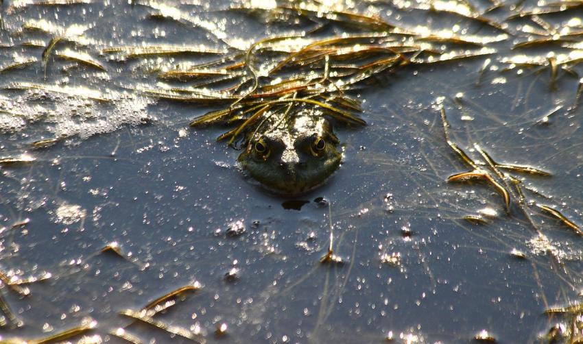 Une grenouille dans le canal