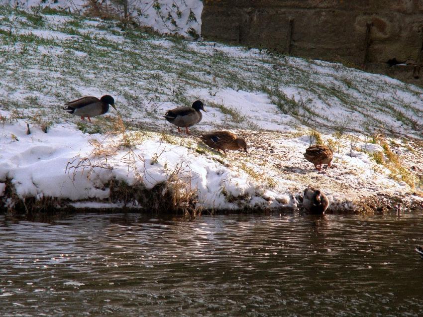 canards de carcassonne sous la neige