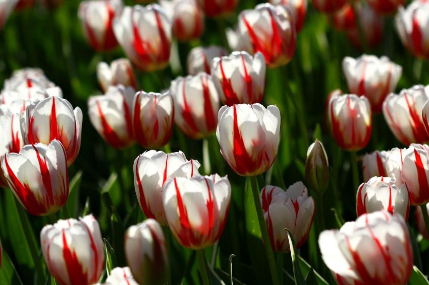 Les tulipes du zoo(14) Tiens... Des rayes.