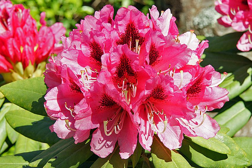 Fleur de rhododendrons