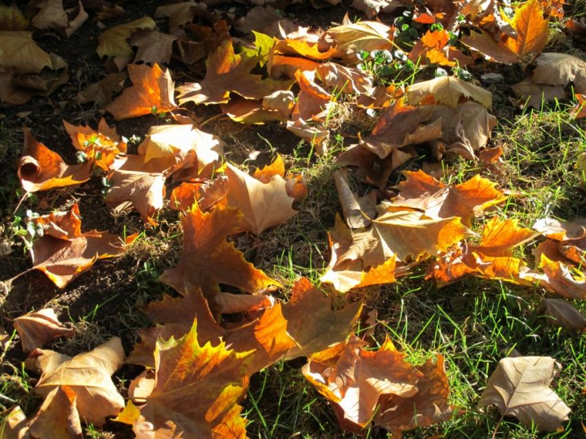 Tapis de feuilles d'automne