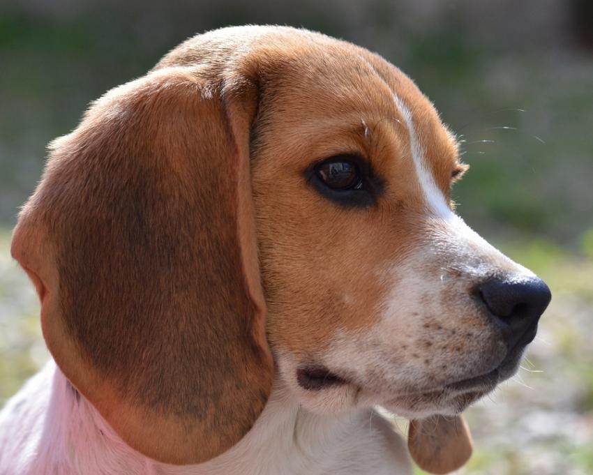 Portrait de beagle
