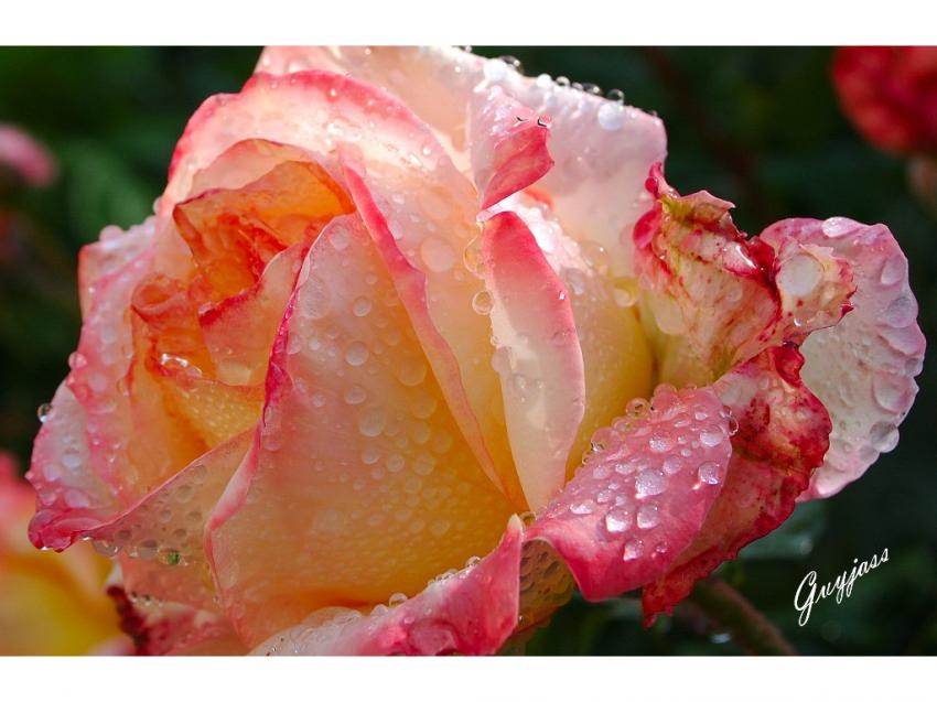 Rose aprs la pluie