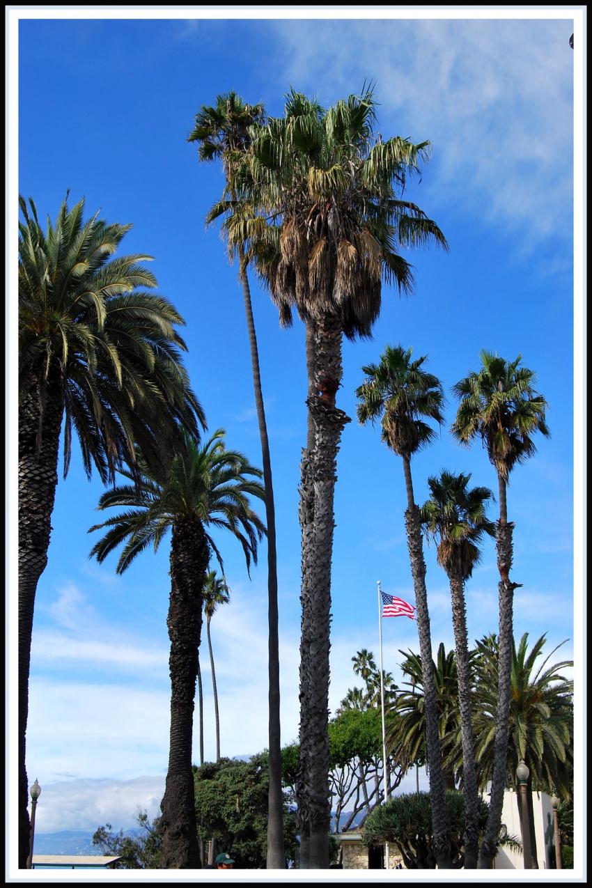 Palmiers  Santa Monica - Los Angeles
