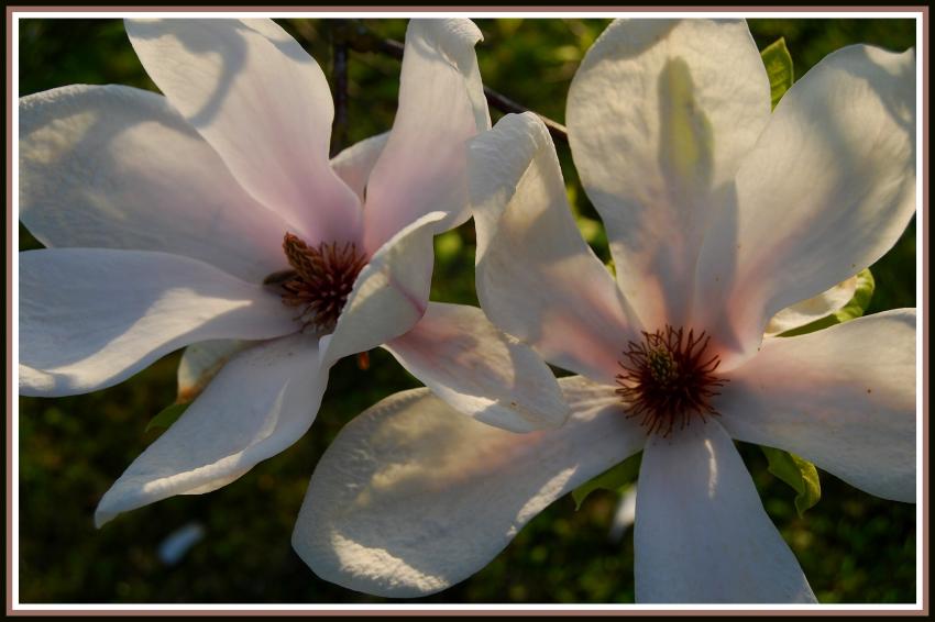 Fleurs du magnolia