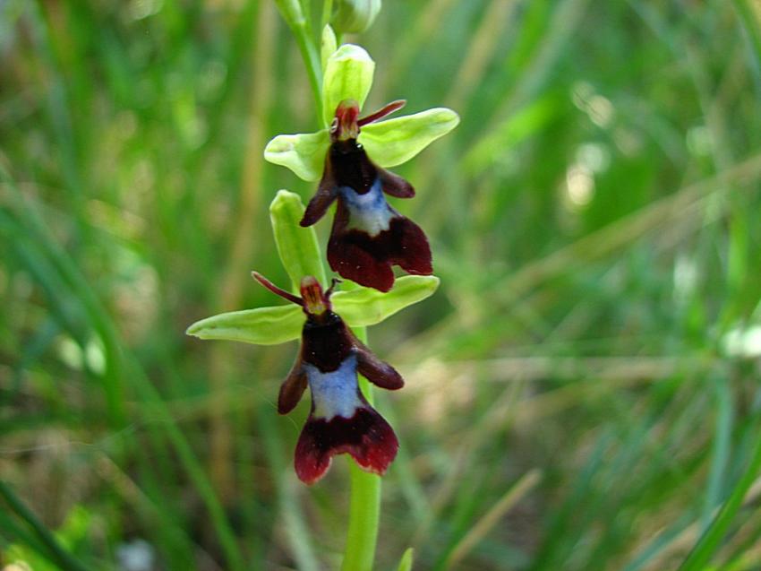 l'ophrys mouche