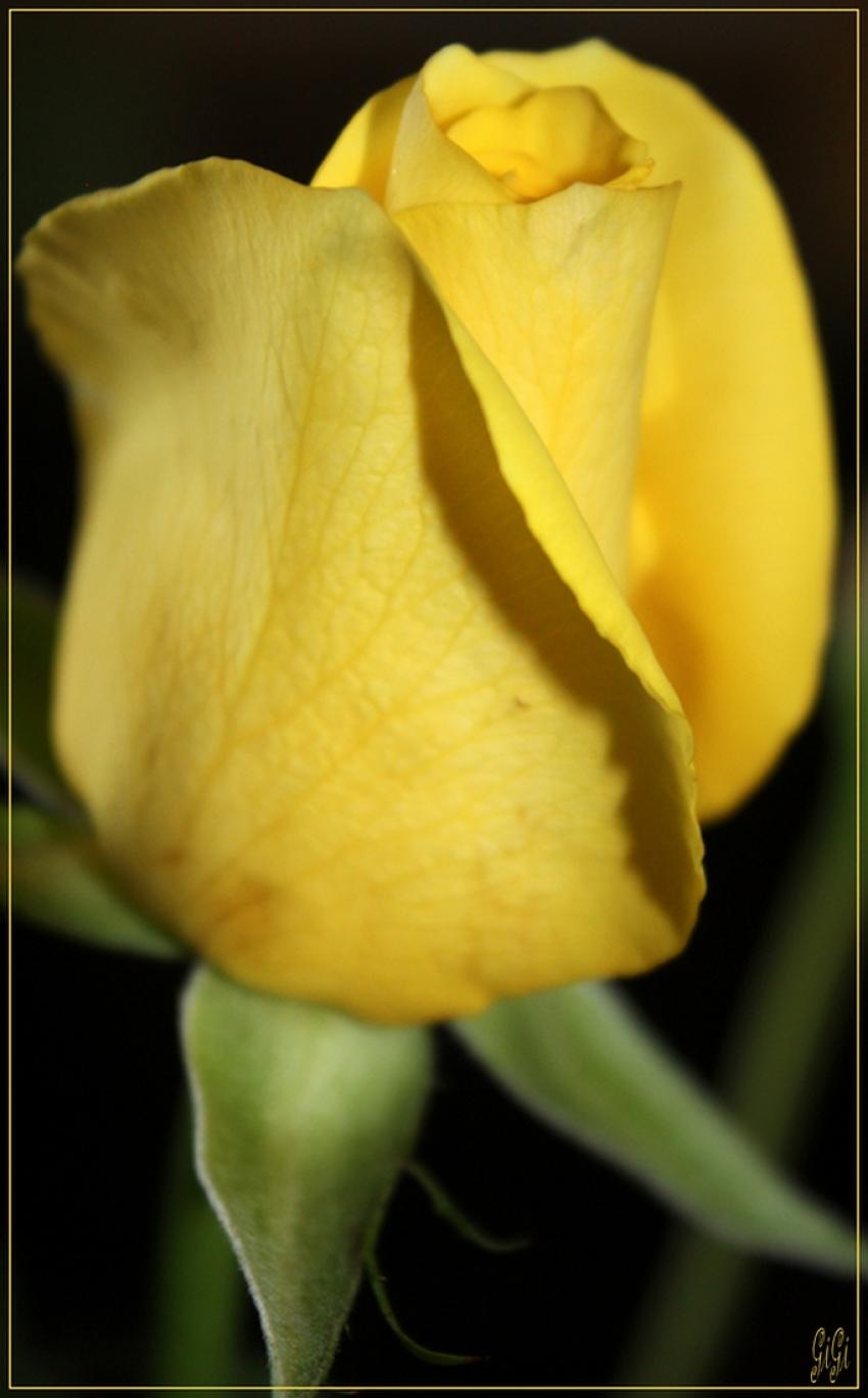 Rose jaune.