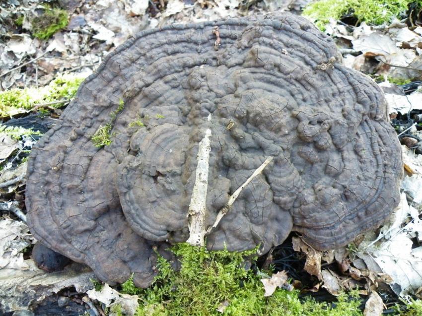 champignon parasite sur un arbre mort