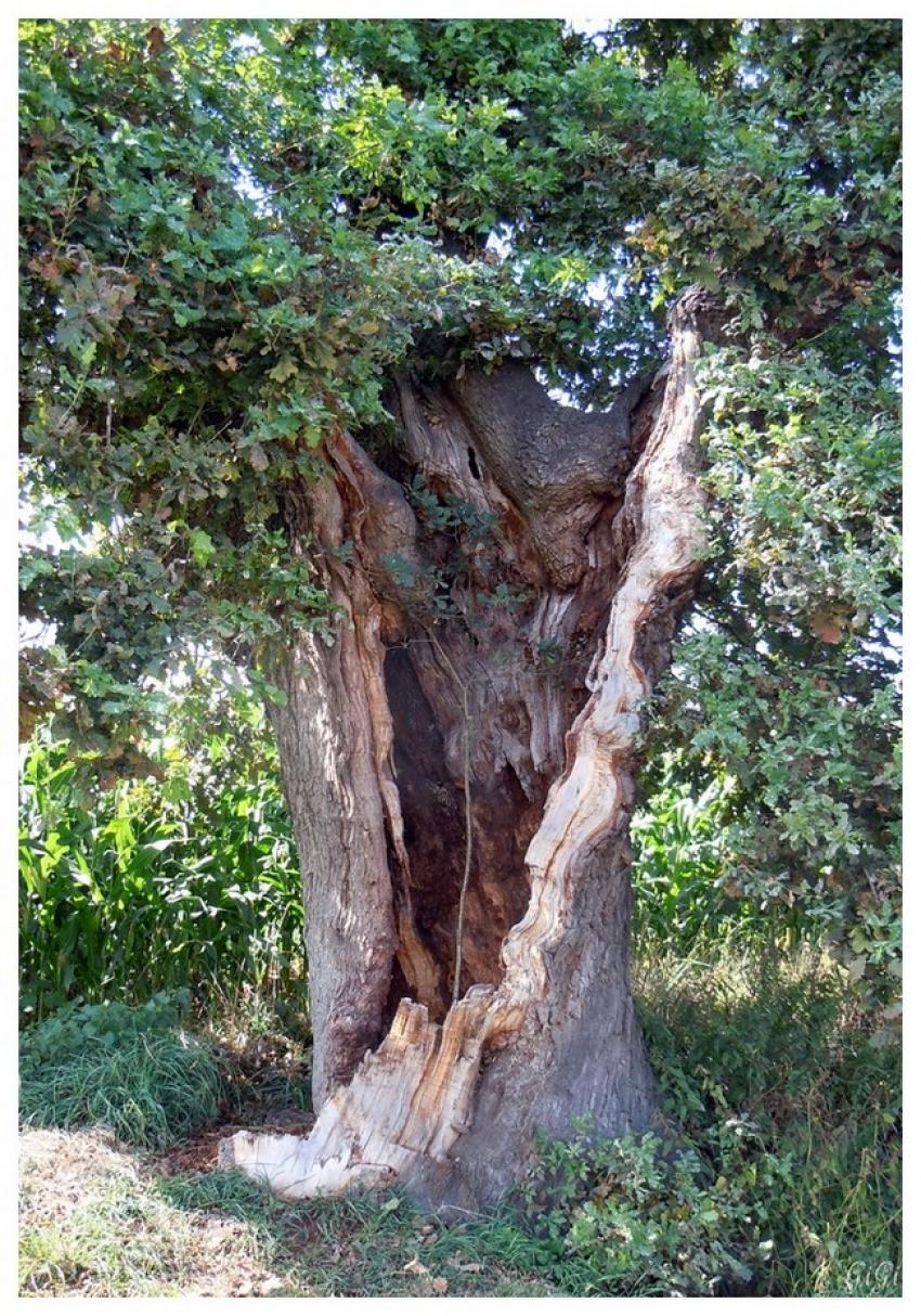 le vieil arbre
