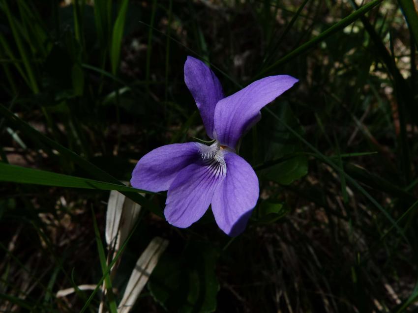 violette 