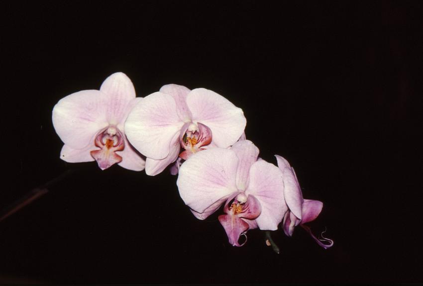 orchidee