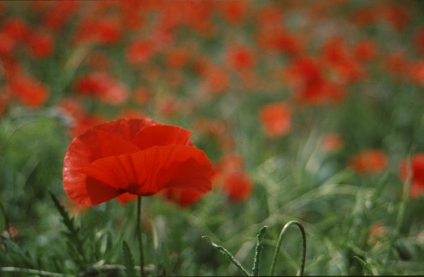 coquelicots