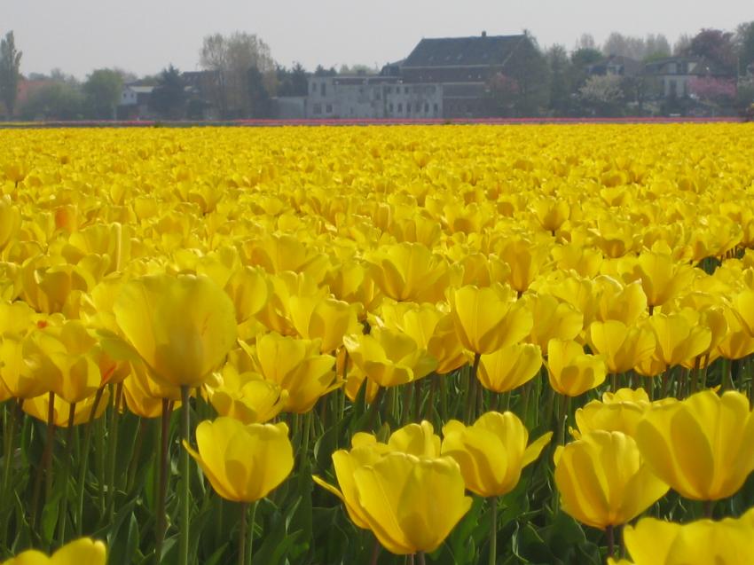 Champs de tulipes en Hollande