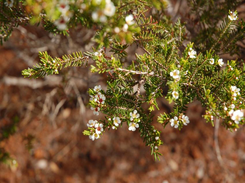 fleurs de sapin