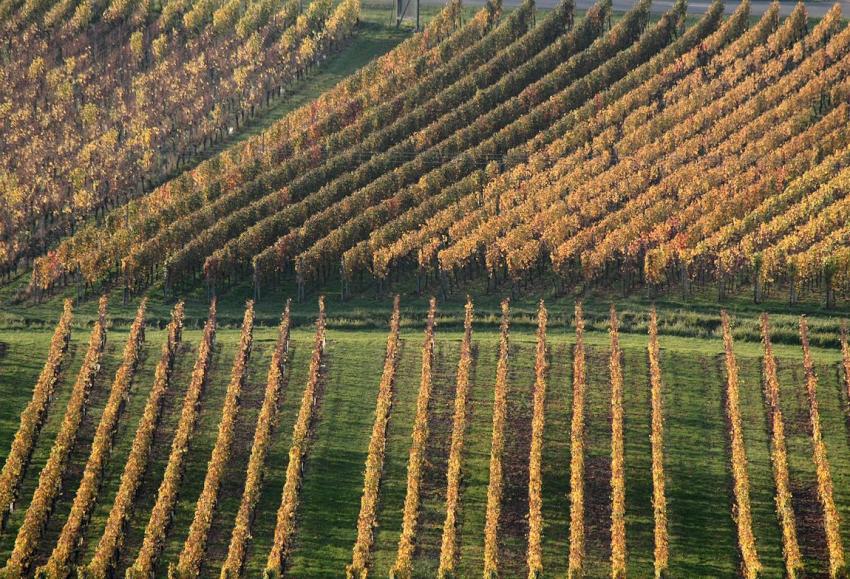 Vignes du Bollenberg