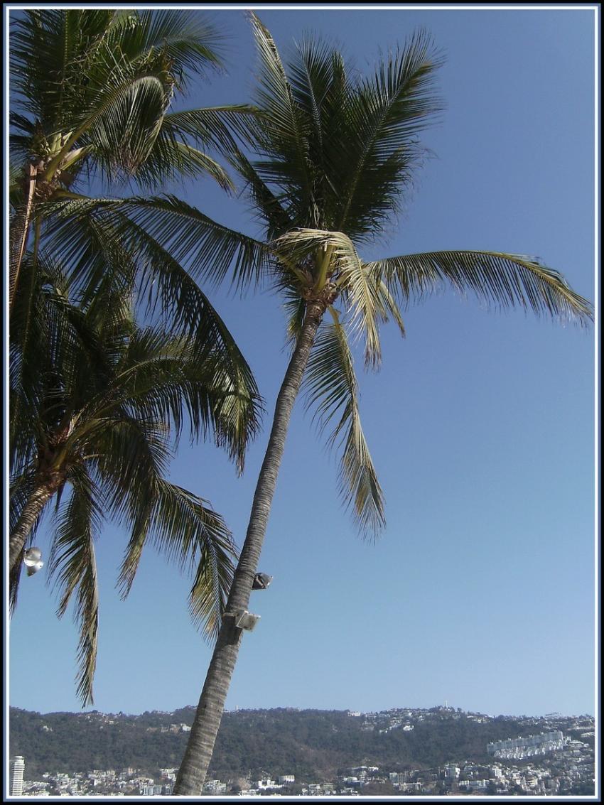 Palmiers  Acapulco (Mexique)