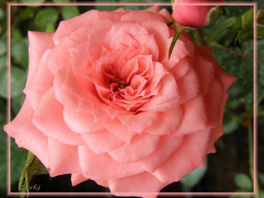 Rose 17408b