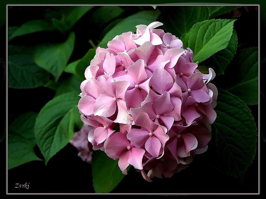 Hortensia 28608b2