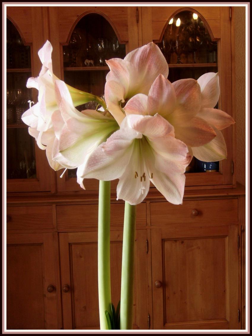 Amaryllis