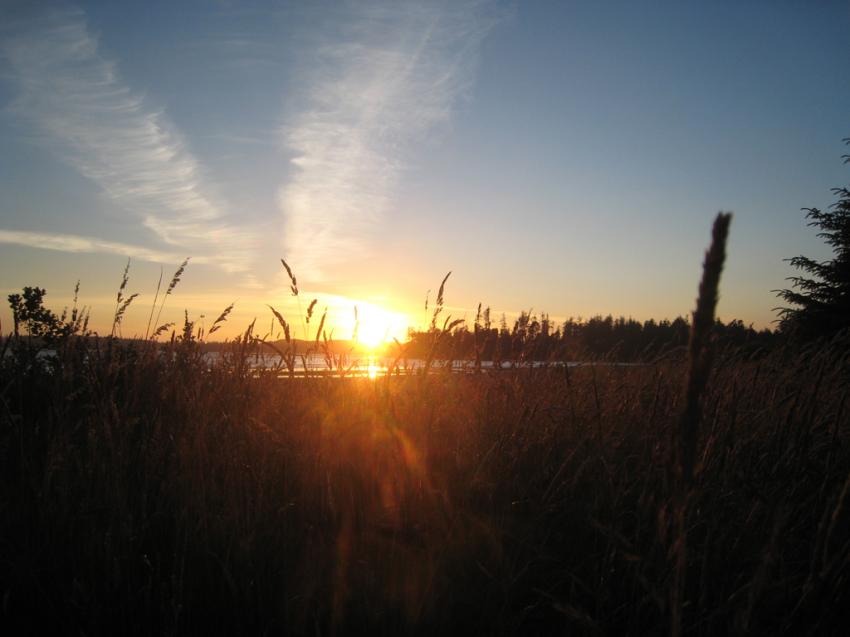 Tofino