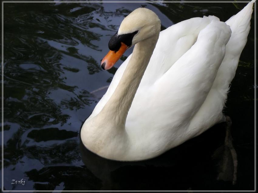 Cygne 26408c