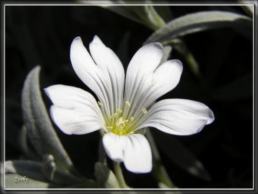 Fleur blanc 28408