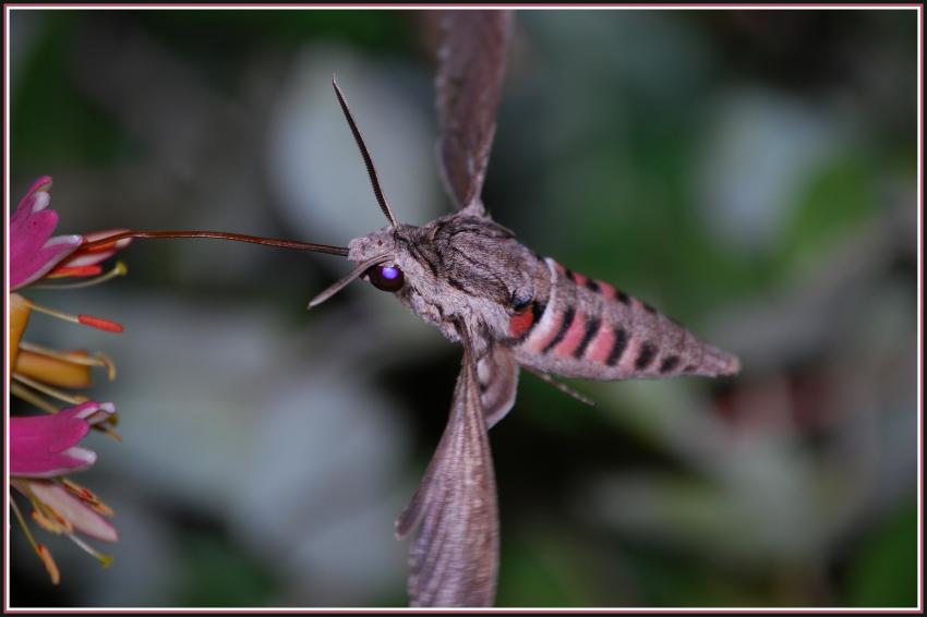 Papillon de nuit