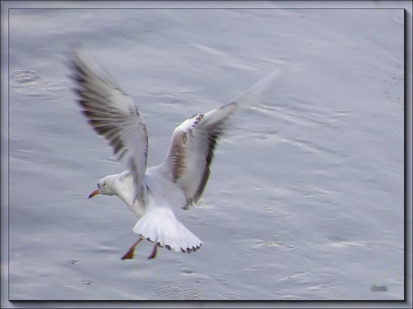 Mouette